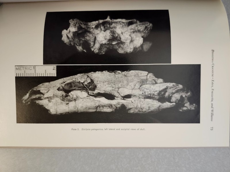 Fossil Snake Dinilysia Cranial Morphology Harvard Museum Comparative Zoology VG! gallery