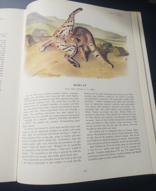 The Imperial Collection Of Audubon Animals By John James Audubon Vintage 1967 gallery