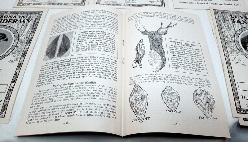Vintage Lessons in Taxidermy Animal Wildlife Stuffing Display Fur 1-3, 5-6, 8 gallery