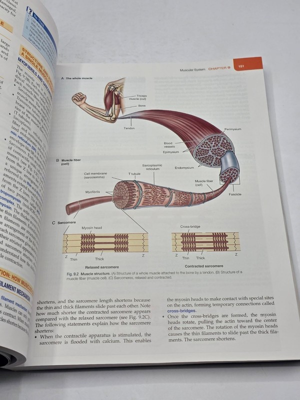 The Human Body in Health and Illness Paperback Barbara Herlihy gallery