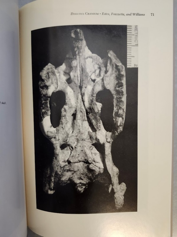 Fossil Snake Dinilysia Cranial Morphology Harvard Museum Comparative Zoology VG! gallery