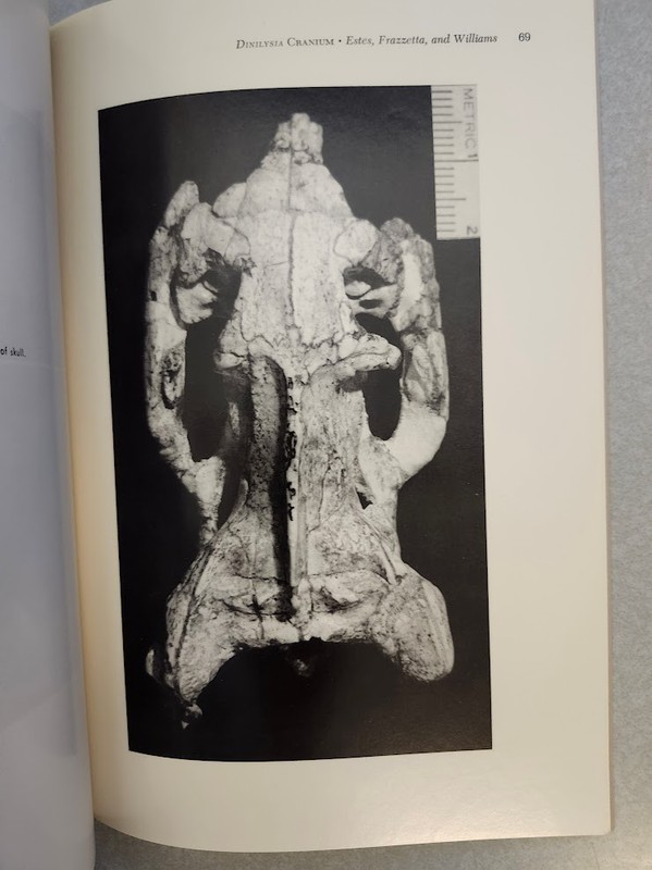 Fossil Snake Dinilysia Cranial Morphology Harvard Museum Comparative Zoology VG! gallery