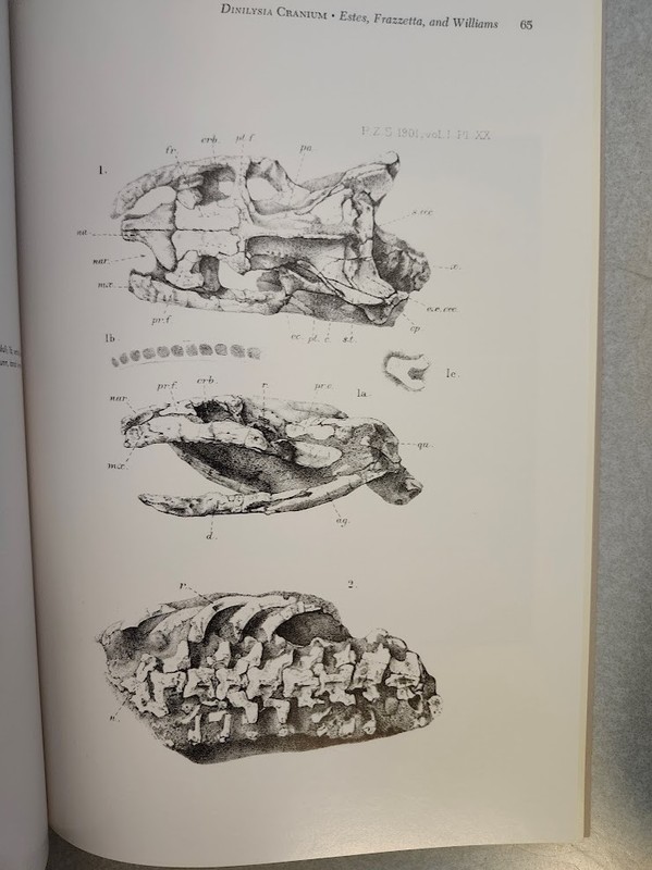 Fossil Snake Dinilysia Cranial Morphology Harvard Museum Comparative Zoology VG! gallery