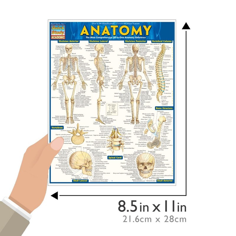 Brand New: Full Size Anatomy Tri-fold Laminated Study Guide Quick Study Aide  gallery