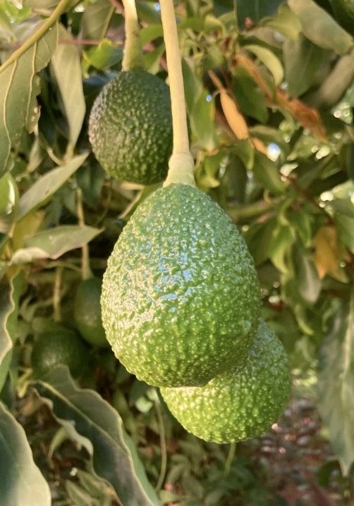 Lamb Hass Avocado Seeds 1 LB. USA NUTURALLY Grown Non GMO, Free Shipping