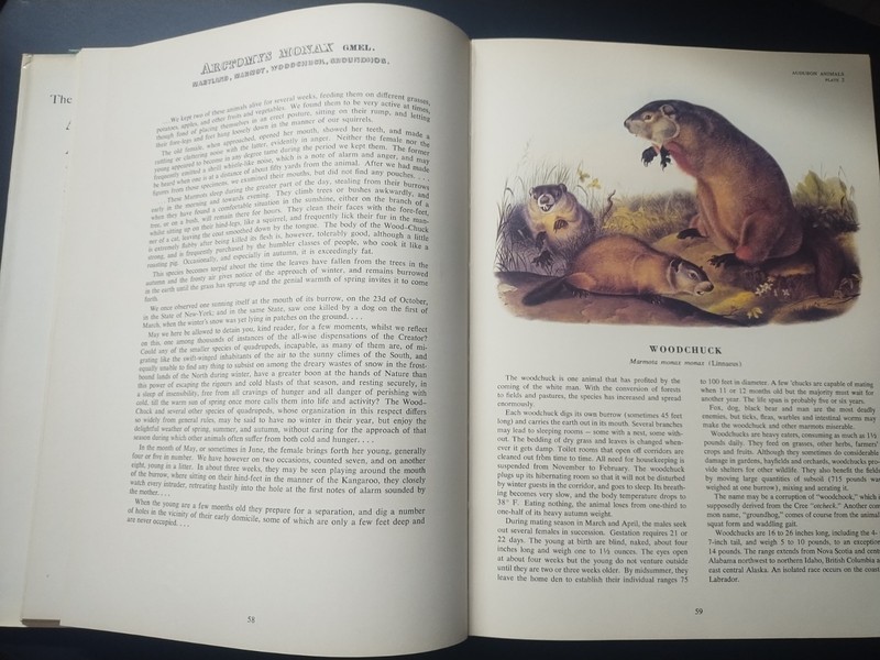 The Imperial Collection Of Audubon Animals By John James Audubon Vintage 1967 gallery